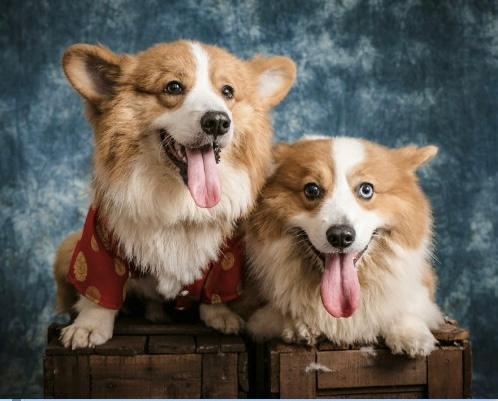 Two corgis on a wooden crate with a blue textured background