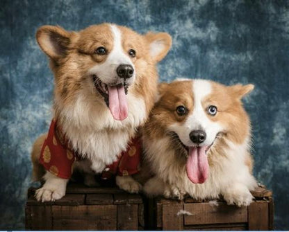 Two corgis on a wooden crate with a blue textured background