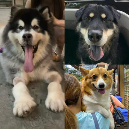 Three dogs in different settings: a Husky, a mixed breed, and a Corgi.